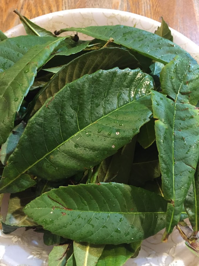 お庭の植物たち～枇杷の葉の活用～ | 香和堂薬局